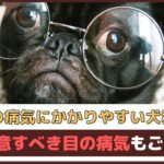 「目の病気にかかりやすい犬種は？」 注意すべき目の病気もご紹介