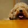 犬がよく『吐いてしまう』理由って？その原因や対処法、吐きやすい犬種について解説！