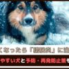 「寒くなったら膀胱炎に注意」 かかりやすい犬と予防・再発防止策もご紹介
