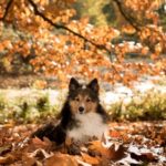 犬も油断禁物！秋冬の紫外線で発症する病気や注意が必要な犬種、対策アイテムをご紹介！