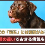 「犬の歯石には種類がある？！」 種類の違いでおきる病気を解説