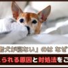 「老犬が寝ないのはなぜ？」 考えられる原因と対処法をご紹介