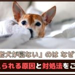 「老犬が寝ないのはなぜ？」 考えられる原因と対処法をご紹介