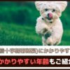 「膝の病気(前十字靭帯断裂)にかかりやすい犬種は？」 かかりやすい年齢もご紹介