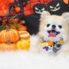 【2023最新】愛犬にあげたいハロウィンお菓子！犬用無添加おやつ・ケーキ８選！