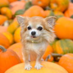 犬は「かぼちゃ」を食べられる？愛犬に秋の味覚かぼちゃを与えるメリットとは？