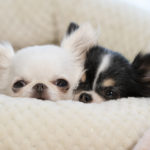 【犬用ベッド特集】愛犬を暖かく包み込む冬のあったか「ペットベッド・ドーム型ベッド１０選」！