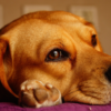 犬も『しもやけ』になるの？なりやすい体の部位や症状・予防法・治療法について