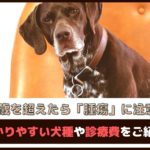 「7歳を超えたら腫瘍に注意」 腫瘍にかかりやすい犬種やかかったときの診療費をご紹介