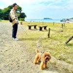 【稲村ケ崎編】愛犬と一緒に海のお散歩レポ！見どころや犬同伴カフェをご紹介♪