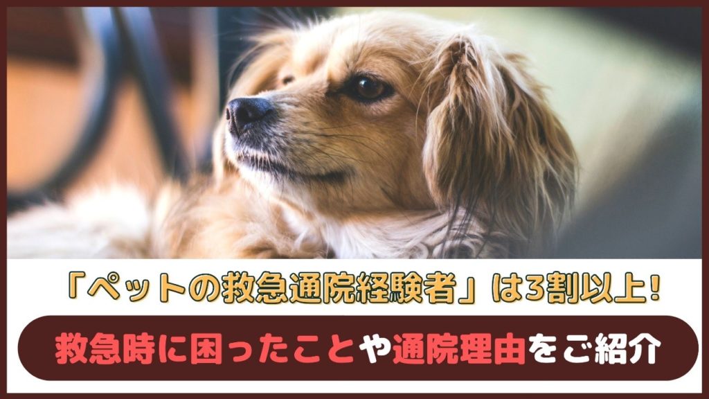 「ペットの救急通院(夜間・時間外)経験者は3割以上!」 救急時に困ったことや通院理由をご紹介