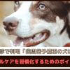 「歯科検診で判明、歯周病予備軍の犬は76%」 犬のオーラルケアを習慣化するためのポイントは？