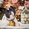 【2023年 関東版】愛犬と一緒に楽しめる「クリスマスイベント６選」！