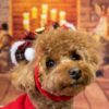 【2023年】店内ペット同伴可！東京都内で愛犬とクリスマスにディナーを楽しめるレストラン６選！