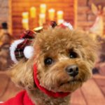 【2023年】店内ペット同伴可！東京都内で愛犬とクリスマスにディナーを楽しめるレストラン６選！
