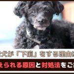 「老犬が下痢をする理由は？」 考えられる原因と対処法をご紹介