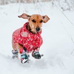 【長野・新潟・福島】愛犬とスキー旅行！おすすめ「ペット可・ゲレンデ直結型ホテル４選！」