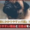 「皮膚病にかかりやすい犬種トップ5」 かかりやすい理由と注意点をご紹介