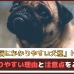 「皮膚病にかかりやすい犬種トップ5」 かかりやすい理由と注意点をご紹介