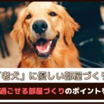 「老犬に優しい部屋づくり」見直す場所や快適に過ごせる部屋づくりのポイントをご紹介