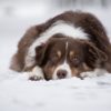 犬なのに？雪を嫌がる犬と好む犬の違い、その理由や雪を嫌がる時の対処法について解説