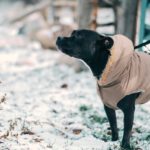 冬の散歩で犬が気を付けるべきケガやトラブル5選！項目別対策について解説！