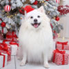 ギフトにも最適！愛犬にあげたいクリスマストリーツ・おやつ特集！（2023年）