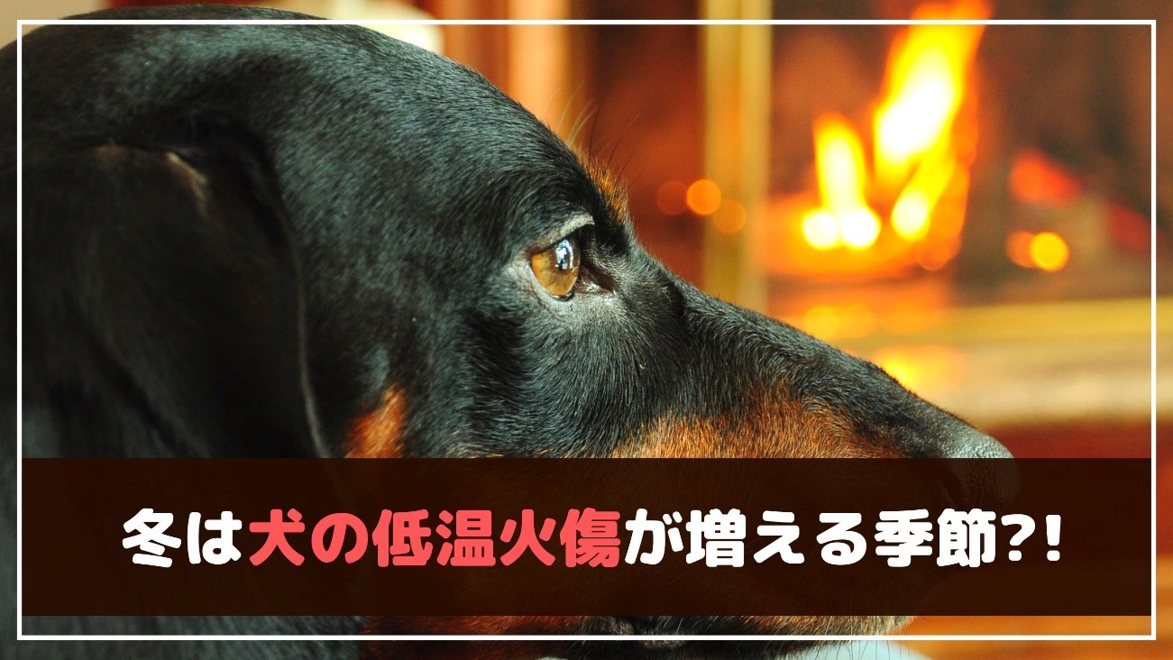  4度、5度、6度の熱傷