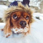 犬が雪を食べる理由って？雪を食べることで起こるリスクや対処法について解説