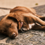 犬のナルコレプシーってどんな病気？原因や症状・治療方法・好発犬種・予防対策について