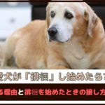 「愛犬が徘徊し始めたら？」徘徊する理由と徘徊を始めたときの接し方もご紹介