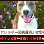 「犬のアレルギー性皮膚炎は春から増加」かかりやすい犬種や注意すべき仕草もご紹介