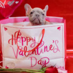 愛犬にもバレンタインを♡「犬用バレンタインケーキ・おやつ」おすすめ８選！