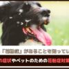 「ペットにも花粉症があることを知っている人は5割」花粉症の症状や愛犬のための花粉症対策もご紹介