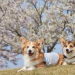 【2024年 関西・西日本版】愛犬と楽しめる！「桜まつり・お花見スポット」おすすめ６選！