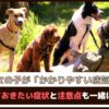 「犬の女の子がかかりやすい病気は？」覚えておきたい症状と注意点も一緒にご紹介