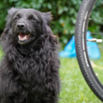 自転車で犬の散歩をするのは問題？リスクや抵触の可能性がある道路交通法違反とは？