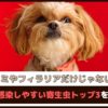 「ノミやフィラリアだけじゃない？！」犬が感染しやすい寄生虫トップ3をご紹介