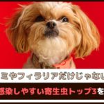 「ノミやフィラリアだけじゃない？！」犬が感染しやすい寄生虫トップ3をご紹介