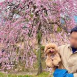 【横浜市】ペット同伴OK！「大倉山公園の梅林」を愛犬とお散歩♪