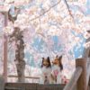 【2024年 関東・東日本版】愛犬とお花見が楽しめる「ペット同伴可・桜まつり」おすすめ７選！