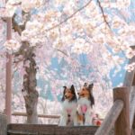 【2024年 関東・東日本版】愛犬とお花見が楽しめる「ペット同伴可・桜まつり」おすすめ７選！