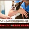 「ペットの定期健診率は6割」 愛犬の定期健診のきっかけや検査内容、受診頻度もご紹介
