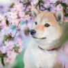 愛犬とお花見を楽しむ時のポイントはある？お花見マナーや注意点を解説！