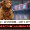 「雨の日は愛犬の散歩に行く？行かない？」 雨の日の散歩の工夫や行かない場合の注意点をご紹介