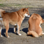 犬が臭うのは病気のせい？原因や対処法、臭くなり易い犬種、早期治療が必要な時とは？