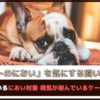 「ペットのにおいを気にする飼い主は7割」実践しているにおい対策や病気が潜んでいるケースをご紹介