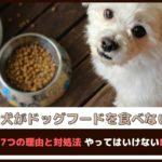 「愛犬がドッグフードを食べない！」食べない7つの理由と対処法 やってはいけないNG行動は？