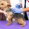 犬の混合と狂犬病ワクチンの同時接種はしても良い？予防接種のおさらいから同時接種の是非