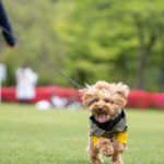 2024年のGWは愛犬との体感イベントを満喫しよう！ペット同伴イベント4選！＜関東編＞